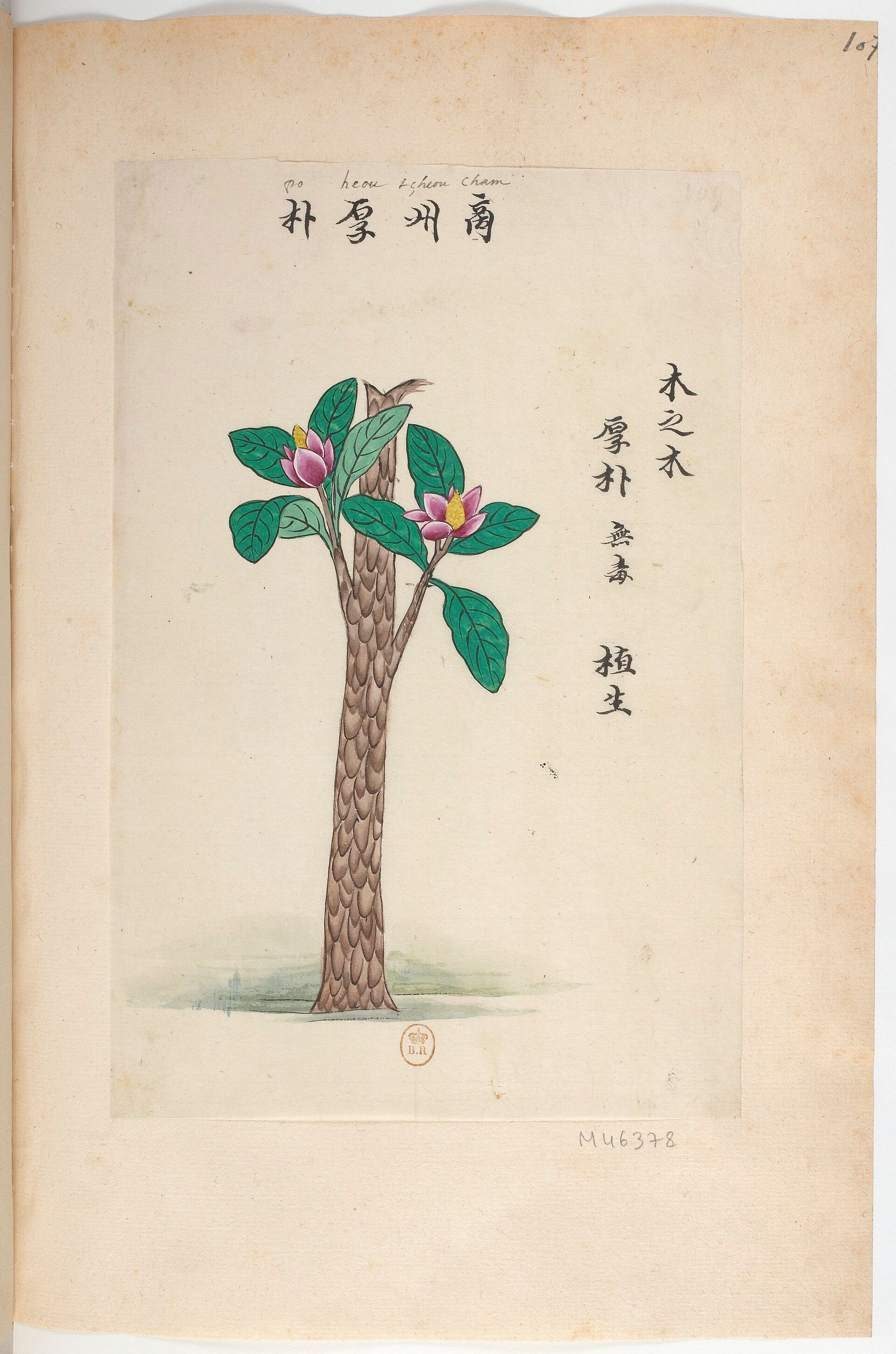 Collection de plantes de Chine