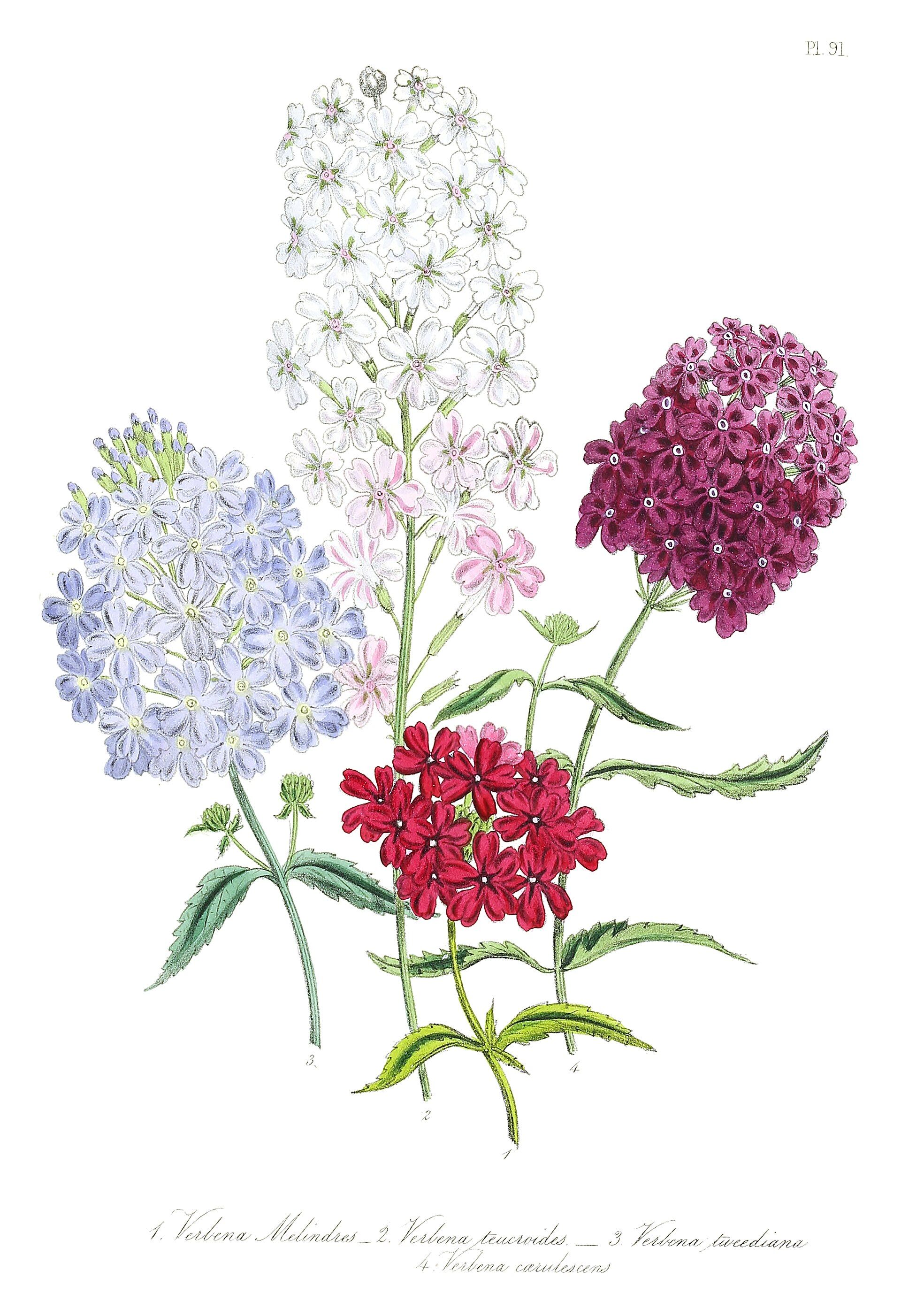 Ornamental Garden