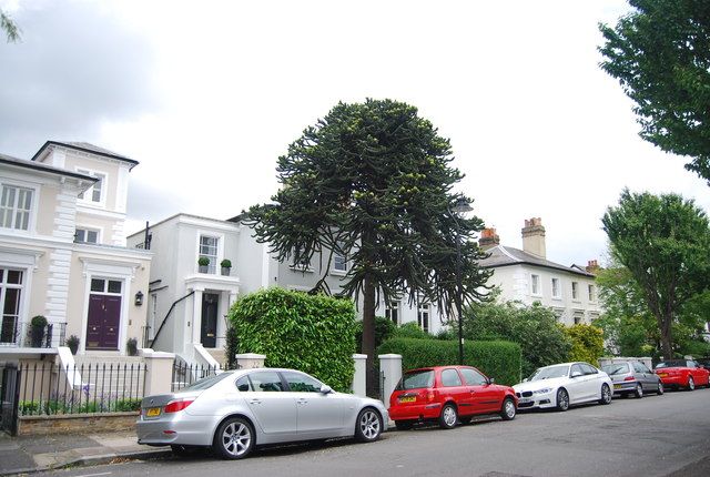 The Monkey Puzzle